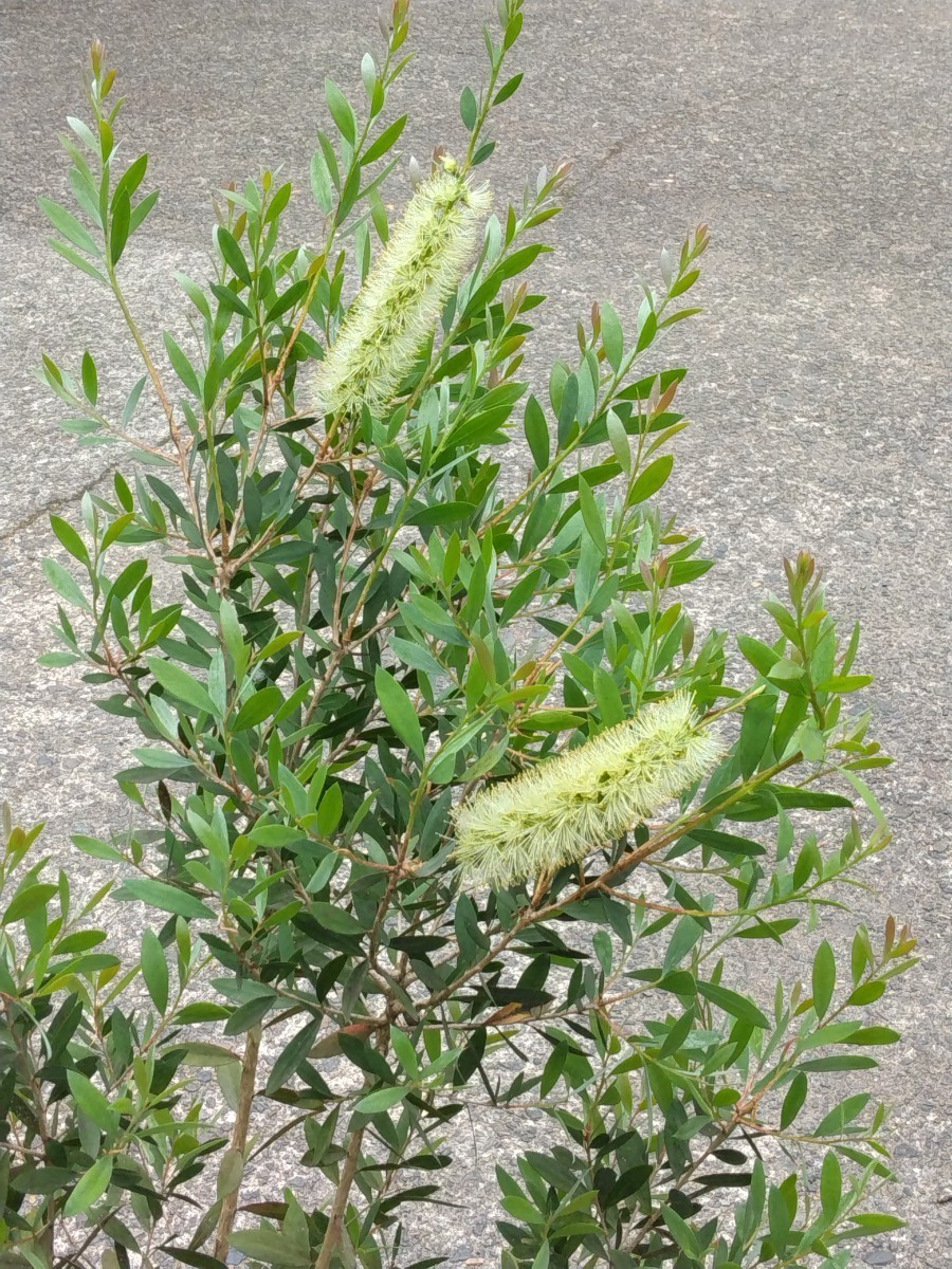 白ブラシノキ、白の花が咲くキンポウジュです。_画像2