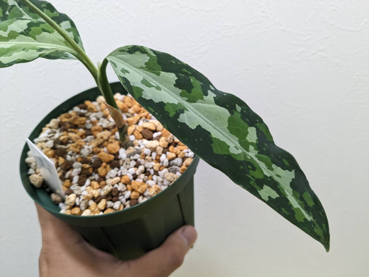 LA便】アグラオネマピクタム Aglaonema pictum 【LA0121-01z-b LA便】アグラオネマピクタム Aglaonema pictum 【LA0121-01z-b