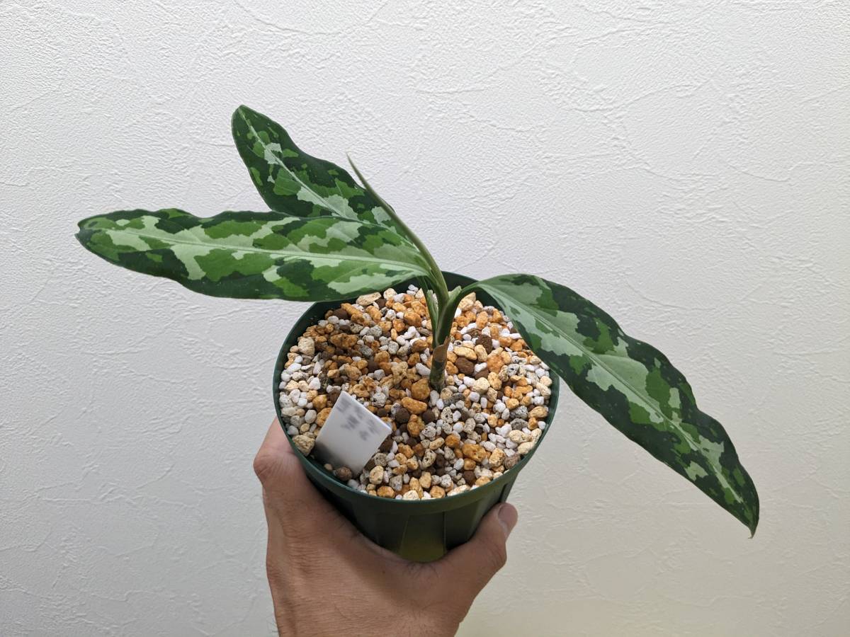 LA便】アグラオネマピクタム Aglaonema pictum 【LA0121-01z-b LA便】アグラオネマピクタム Aglaonema pictum 【LA0121-01z-b