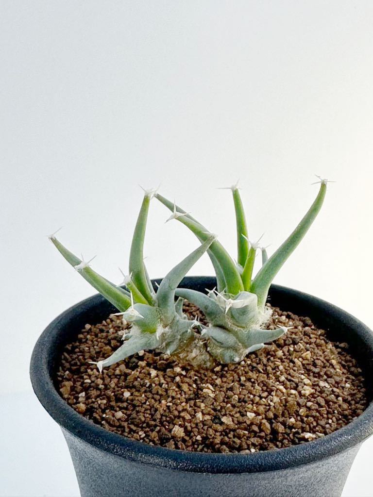 leuchtenbergia principis レウクテンベルギア 晃山 ダブルヘッド 双頭