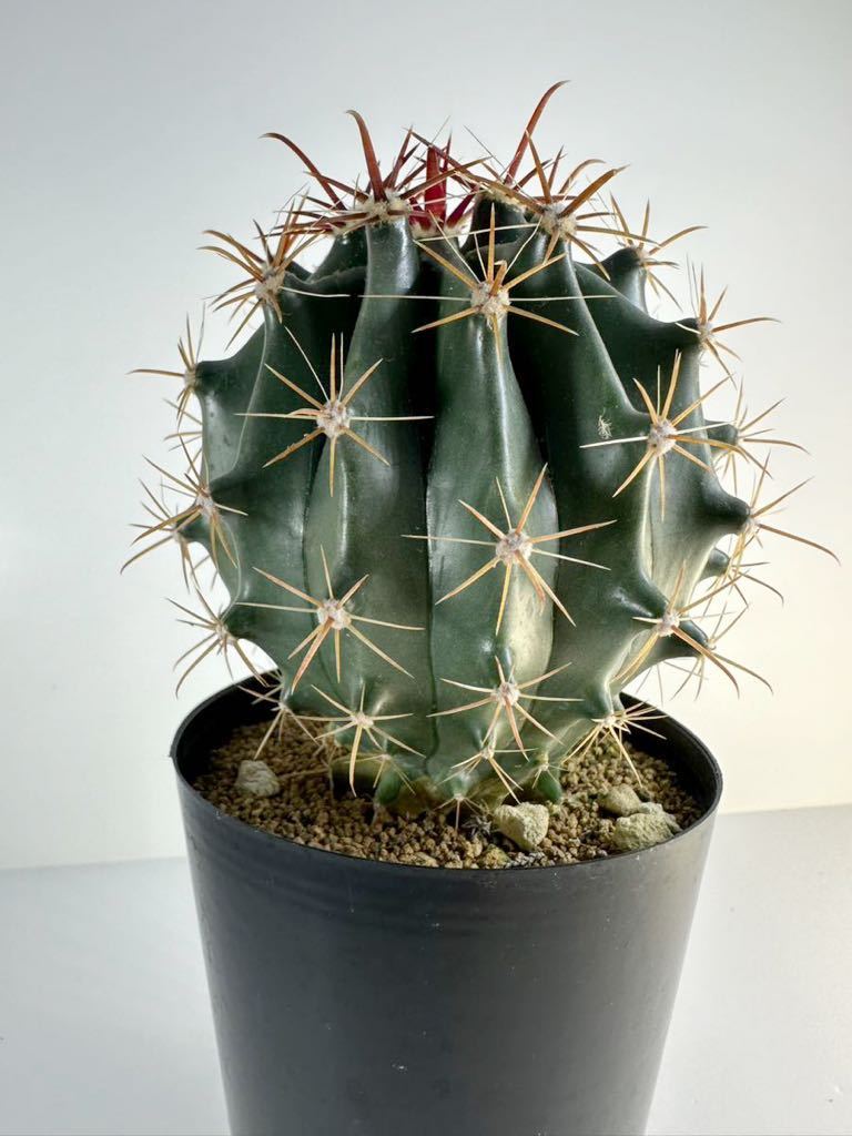 Yahoo!オークション - 巨鷲玉 フェロカクタス ferocactus Yahoo!オークション - 巨鷲玉 フェロカクタス ferocactus
