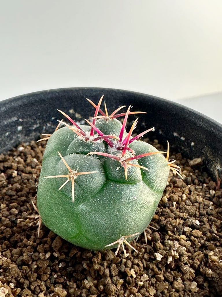 Thelocactus lloydii テロカクタス ロイディー 武者影 螺旋 赤棘 FN付き輸入種子 実生選別株　鶴巣丸　紅鷹　綾波　獅子頭　送料込_画像2