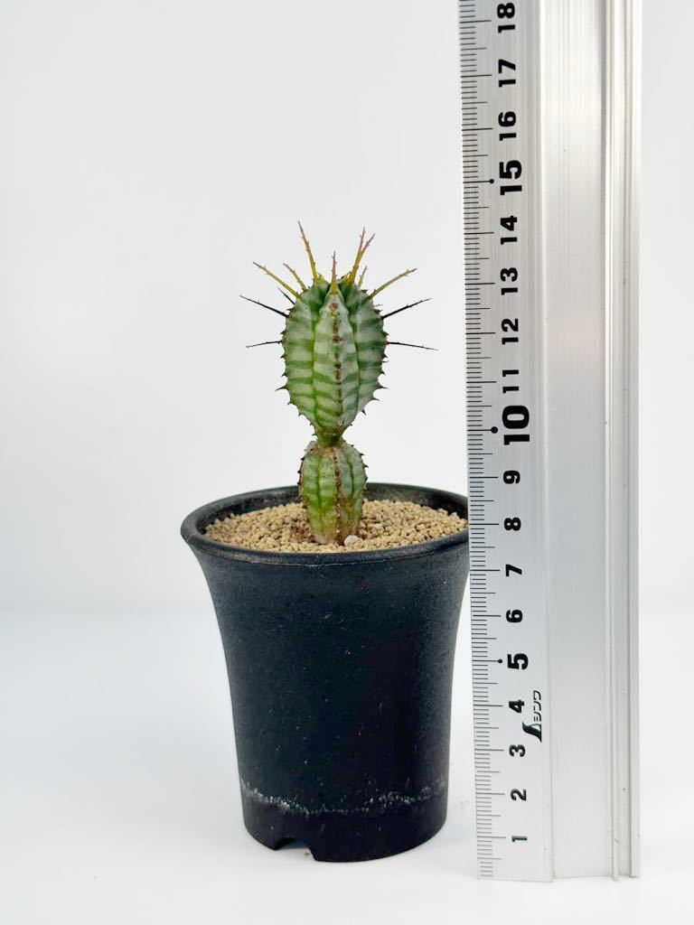 希少アフリカ輸入植物/塊根植物 /タンザニア/ Euphorbia 希少アフリカ輸入植物/塊根植物 /タンザニア/ Euphorbia