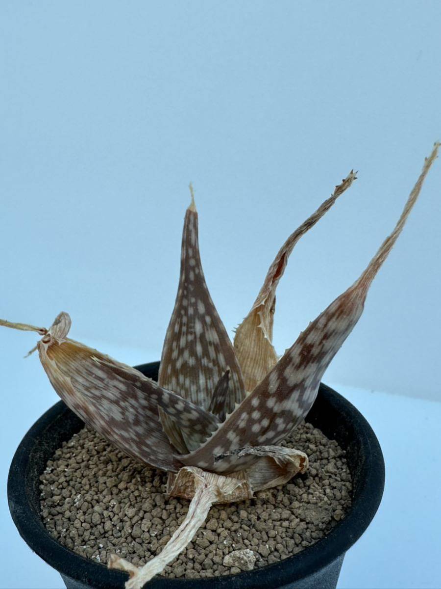 アロエ ルッフィンギアナ Aloe deltoideodonta var. ruffingiana マダガスカル原産　抜き苗での発送　多肉植物_画像3