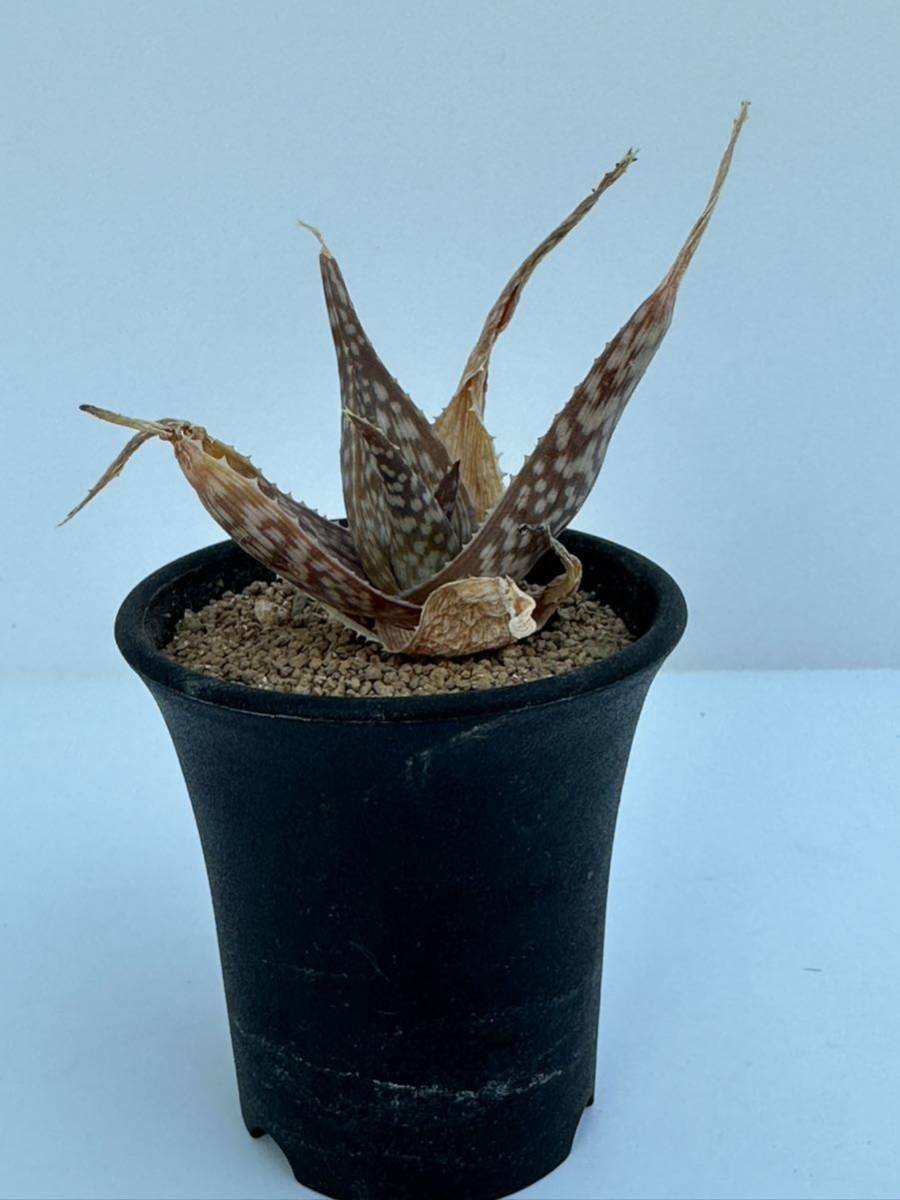 アロエ ルッフィンギアナ Aloe deltoideodonta var. ruffingiana マダガスカル原産　抜き苗での発送　多肉植物