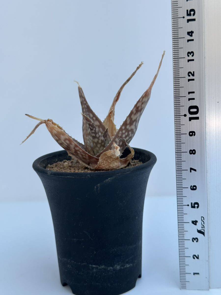 アロエ ルッフィンギアナ Aloe deltoideodonta var. ruffingiana マダガスカル原産　抜き苗での発送　多肉植物