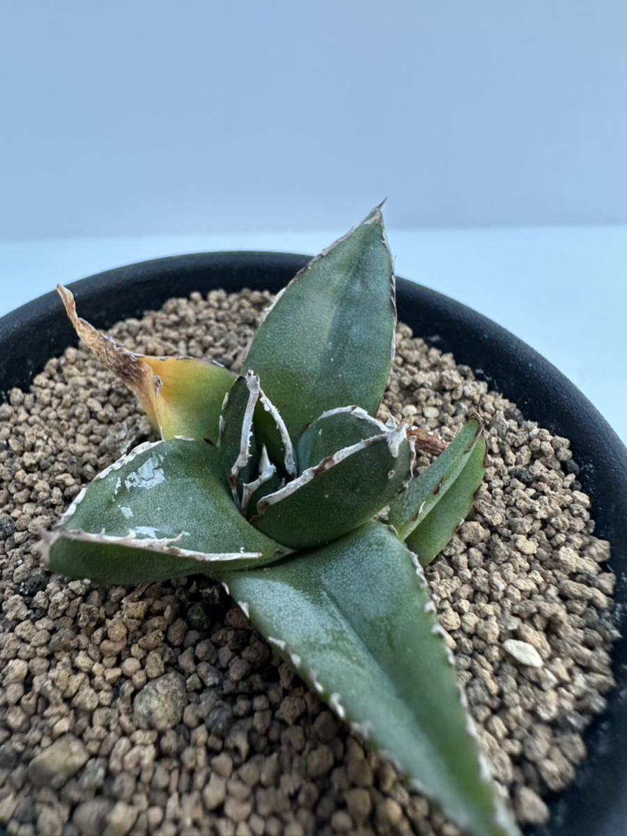 アガベ　姫笹の雪 Agave victoriae-reginae 'Himesasanoyuki' 矮性小型タイプ　抜き苗での発送　選別株　塊根　サボテン　多肉