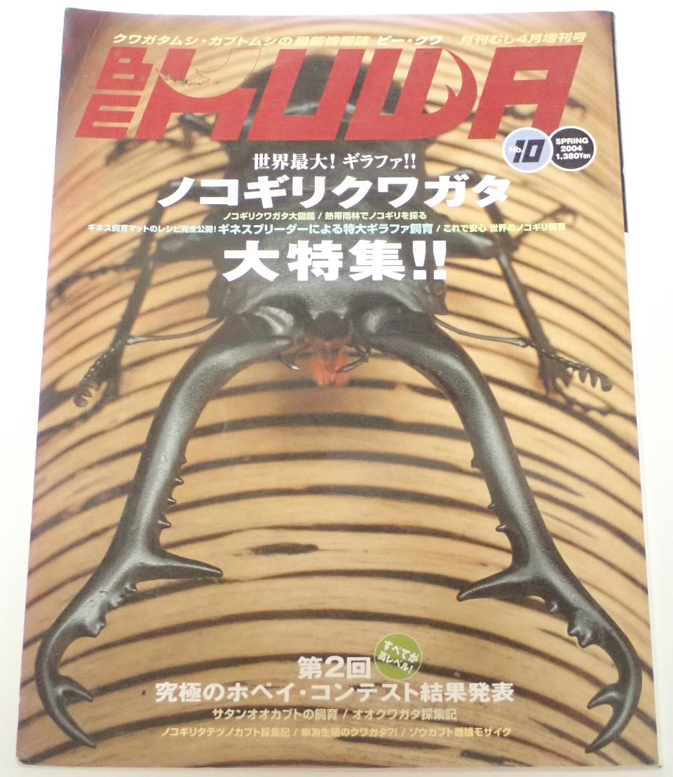 BE KUWA Beak waNo.10# Prosopocoilus inclinatus large special collection l. obi rain .. Prosopocoilus inclinatus ...| saw vertical zuno Kabuto collection chronicle | single therefore raw .. stag beetle 