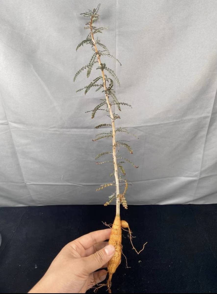 NO.5「実生」Boswellia socotrana ボスウェリア ソコトラナ・厳選株 NO.5「実生」Boswellia socotrana ボスウェリア ソコトラナ・厳選株