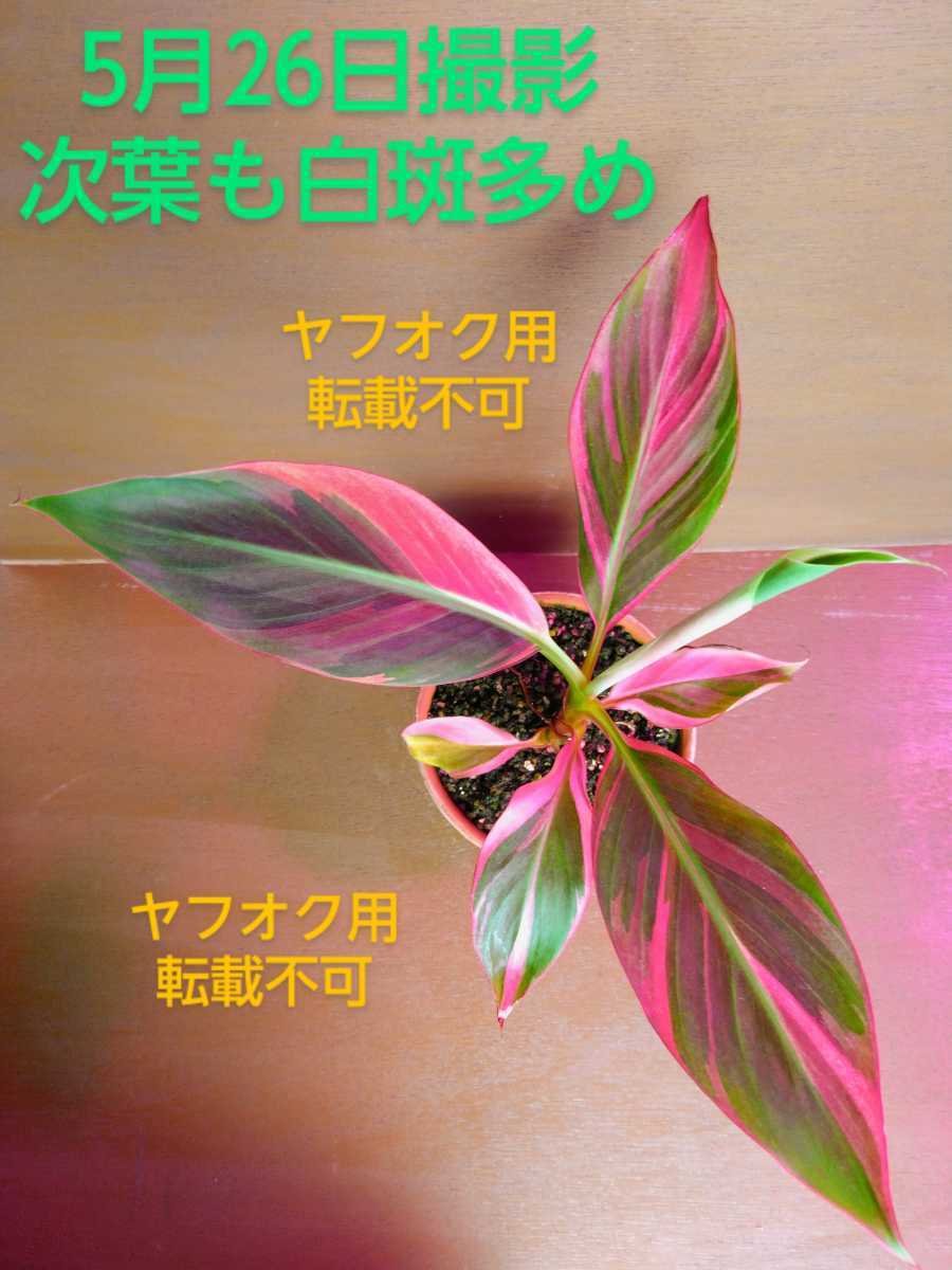 希少品種》《親株候補》ムサ ノノ ピンク バリエガータ, バナナ 白斑