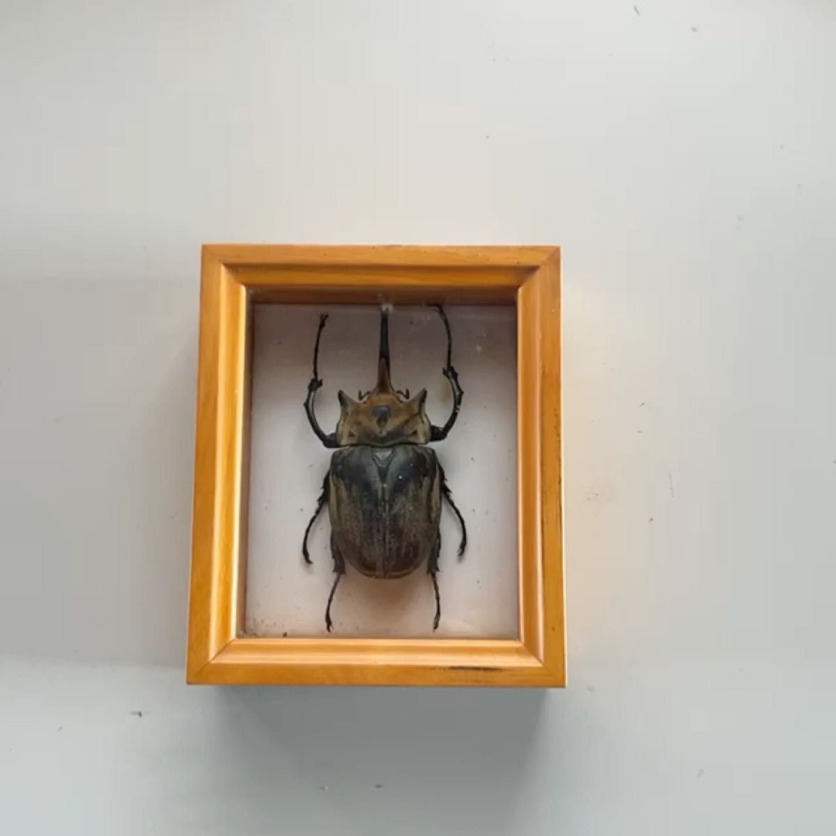 木箱入りのカブトムシの標本