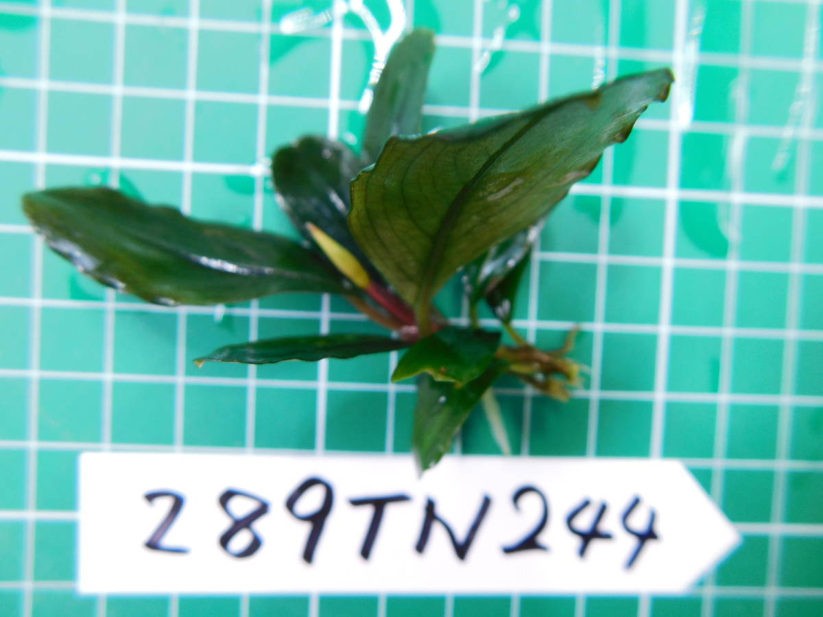◎289TN244（自家栽培）水草 ブセファランドラ Bucephalandra sp. Hades Blueの画像1