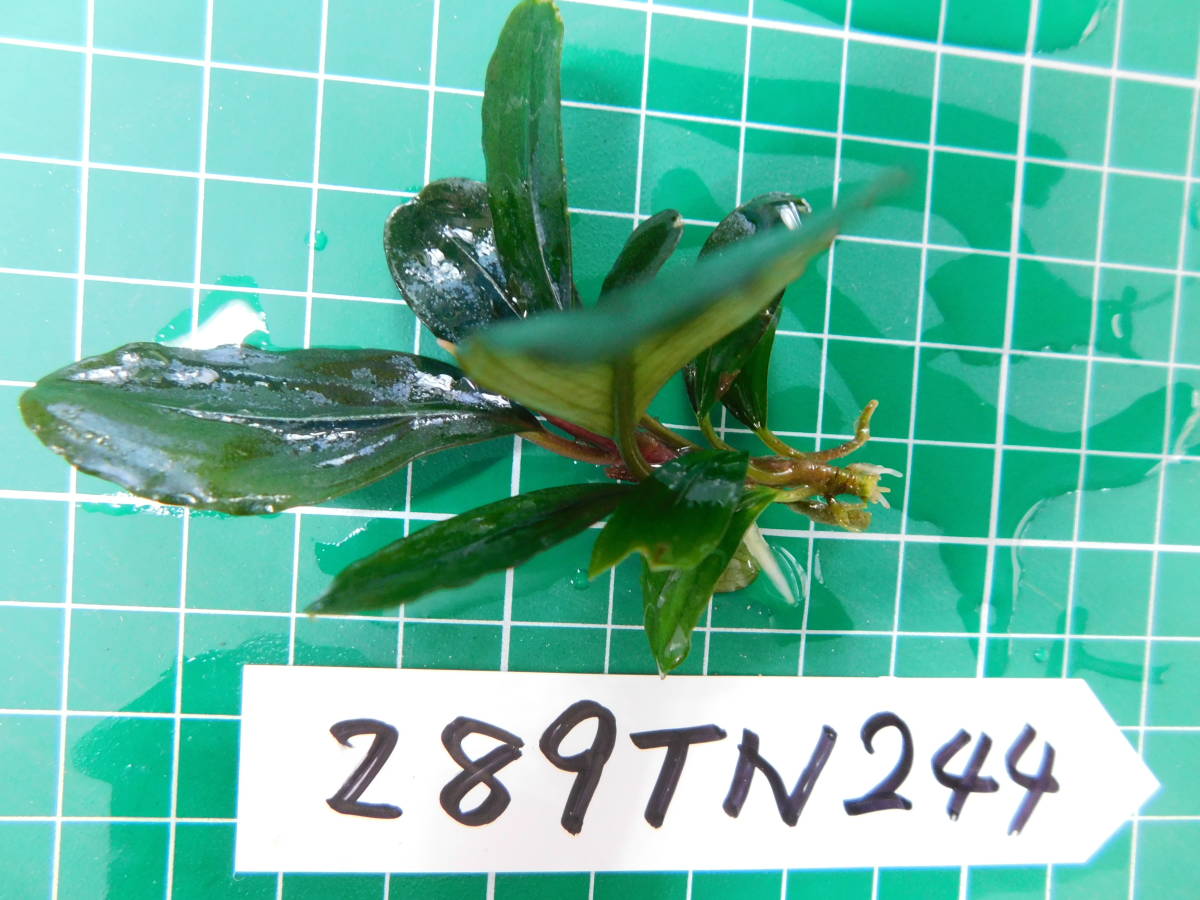 ◎289TN244（自家栽培）水草 ブセファランドラ Bucephalandra sp. Hades Blueの画像2