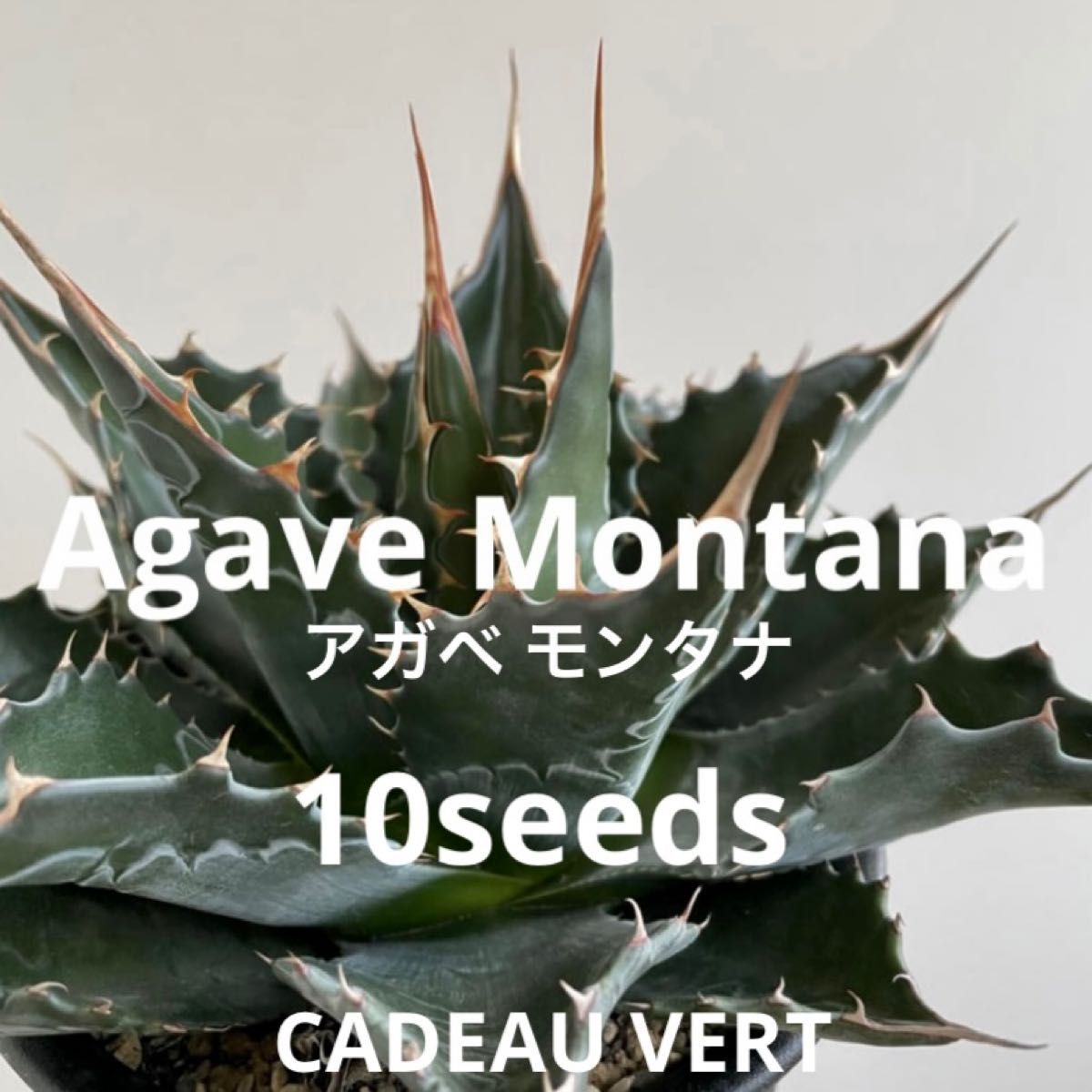 Agave montana アガベ モンタナ種子10粒プラスサービス1粒 5月着 新鮮