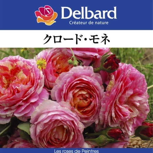 ヤフオク! - 送料無料 クロード モネ6号鉢 鉢植え バラ 薔薇 デル...
