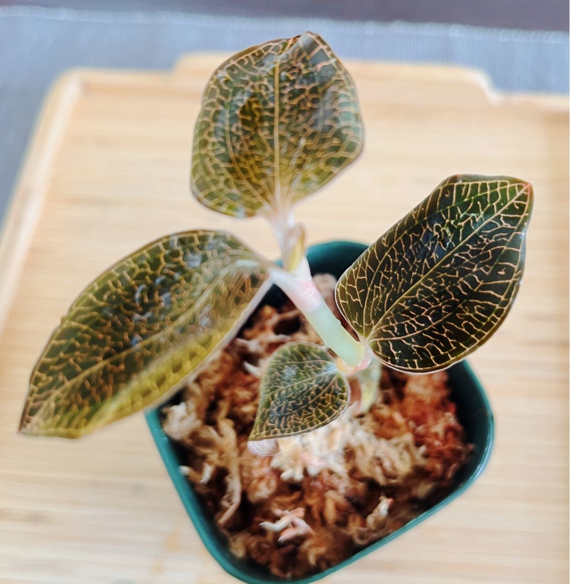 Anoectochilus roxburghii hayata “Hong Sia” ジュエル Anoectochilus roxburghii hayata “Hong Sia” ジュエル