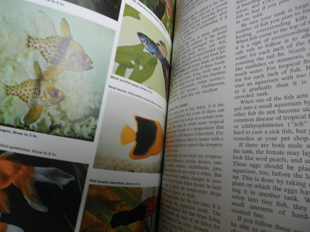 THE NEW BOOK OF KNOWLEDGE новый книжка obno гребень все 20 шт использование рука . документ иностранная книга энциклопедия английский язык 
