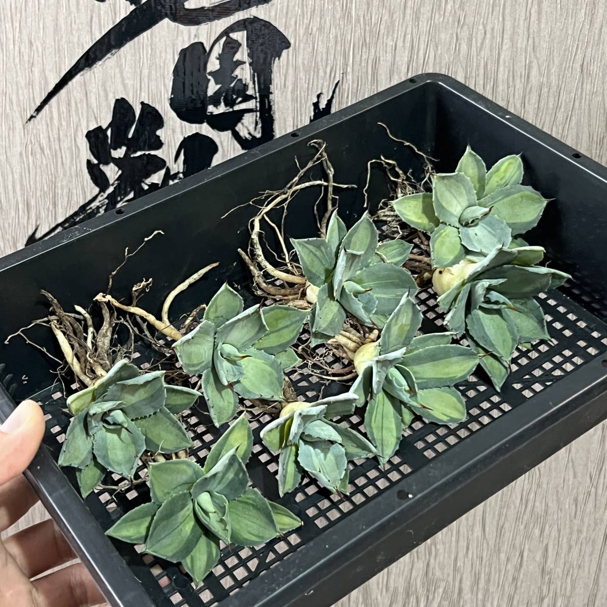 龍園觀】No.35 特選 アガベ 多肉植物 耐寒性 吉祥天錦 パリー 龍園觀】No.35 特選 アガベ 多肉植物 耐寒性 吉祥天錦 パリー