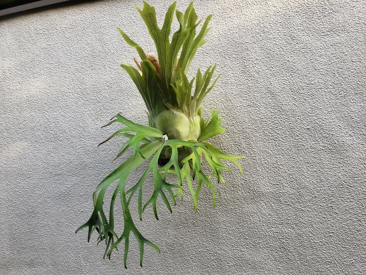 P.willinckii (ウィリンキー ビカクシダ コウモリラン