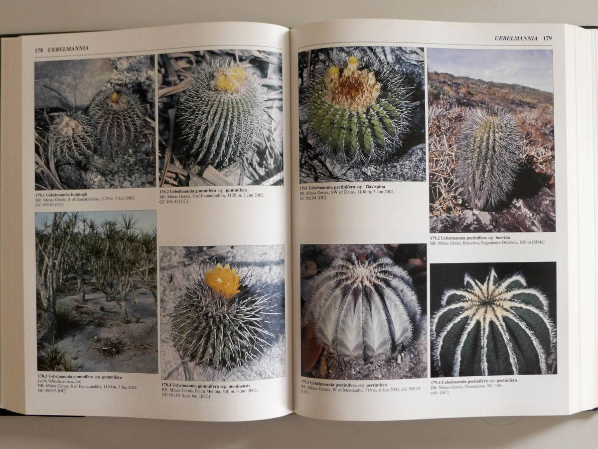 【海外書籍】The New Cactus Lexicon ATLAS & TEXT 1st edition (2006) ２冊組 サボテン図鑑 絶版 超入手難 古書 古本 マスターピースの画像10