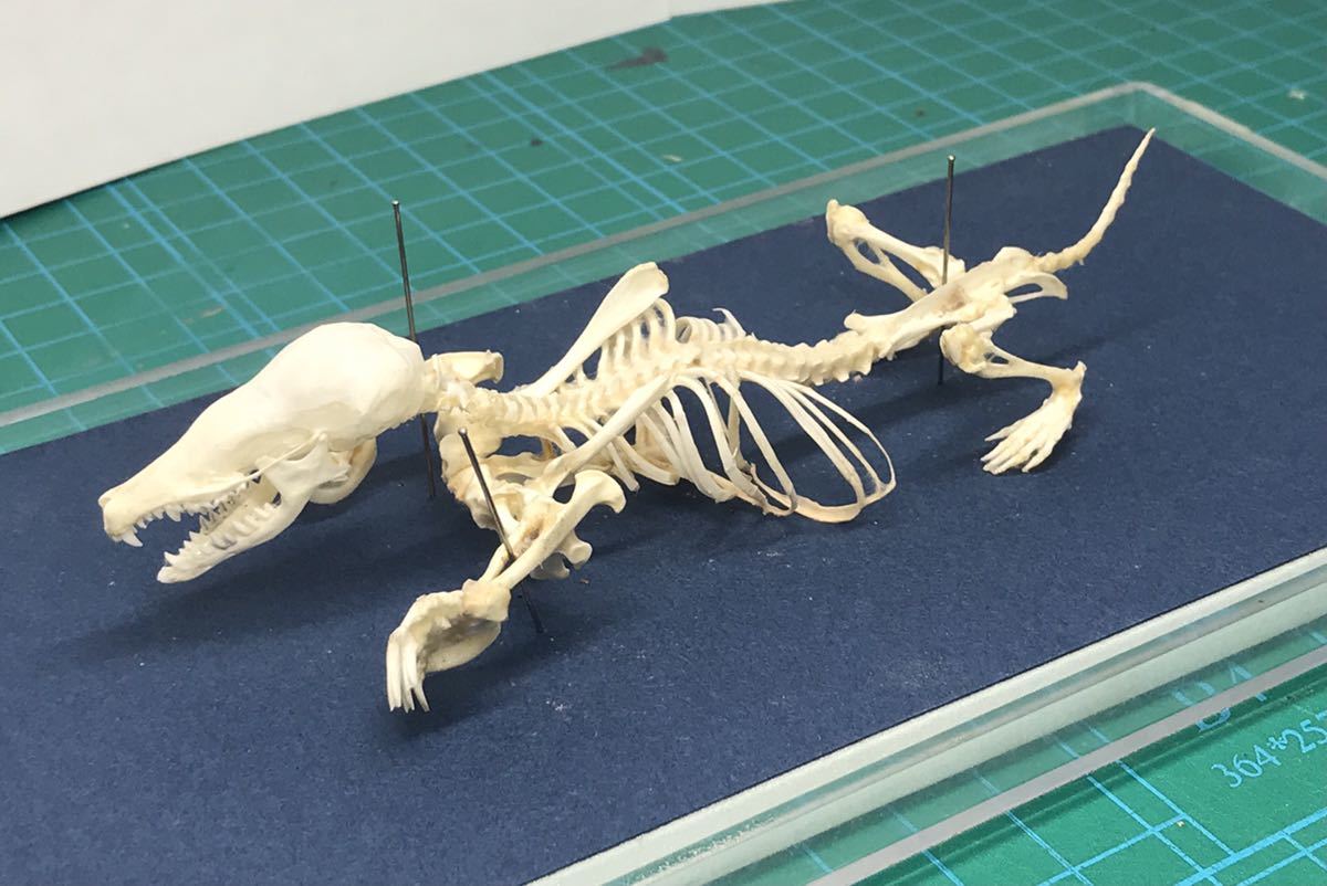 モグラ アズマモグラ 全身骨格標本 送料込み - 科学、自然