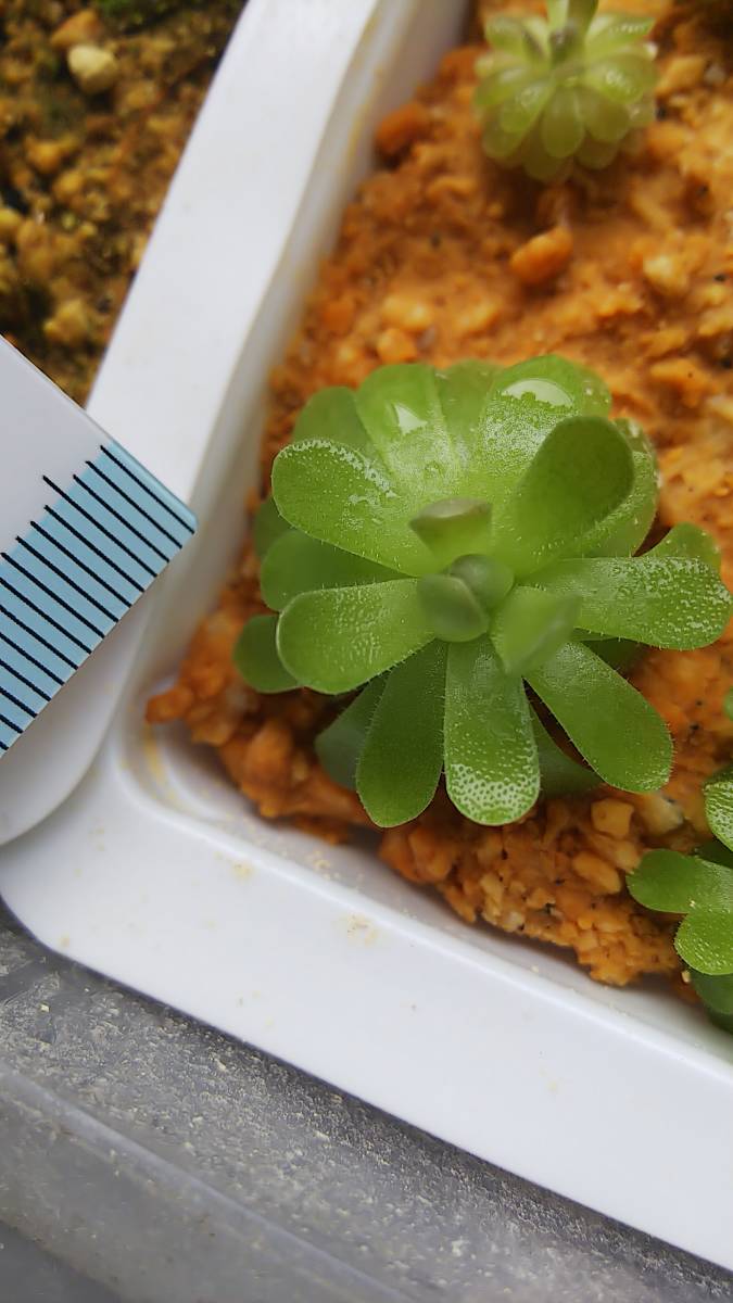 人気No.1 食虫植物 ムシトリスミレ ピンギキュラ エセリアナ ヒメ