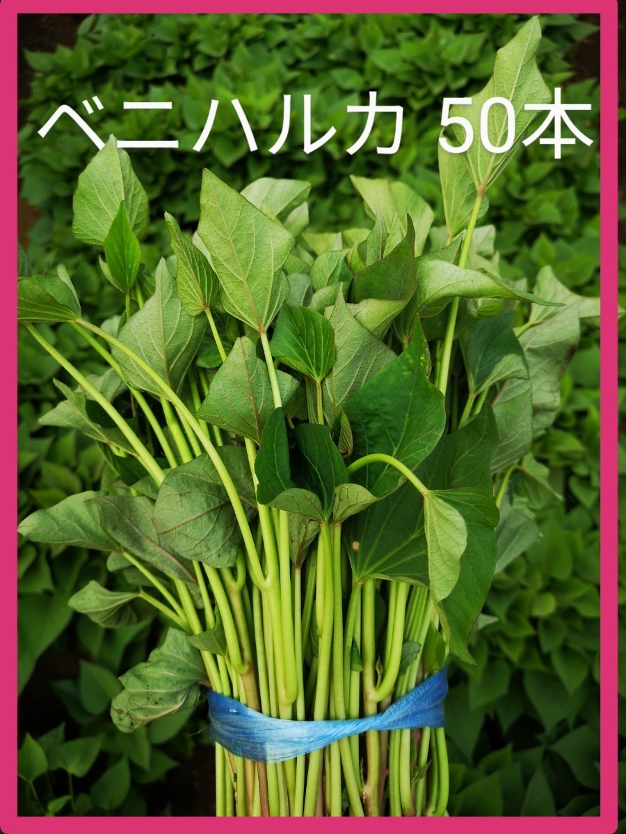 爆売り! 【さつまいも苗】紅はるか☆ウイルスフリー 2000本 野菜