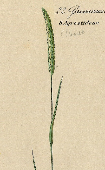 1884年 ドイツの植物 多色石版画 イネ科 アワガエリ属 Phleum 5枚 イタリアンティモシー オオアワガエリ_画像2
