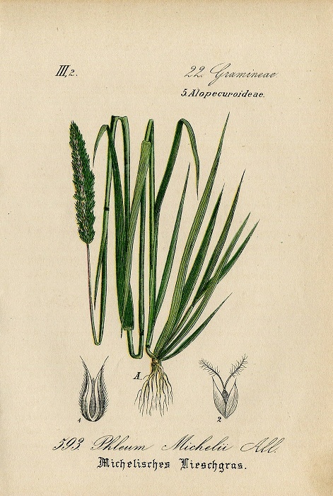 1884年 ドイツの植物 多色石版画 イネ科 アワガエリ属 Phleum 5枚 イタリアンティモシー オオアワガエリ_画像5