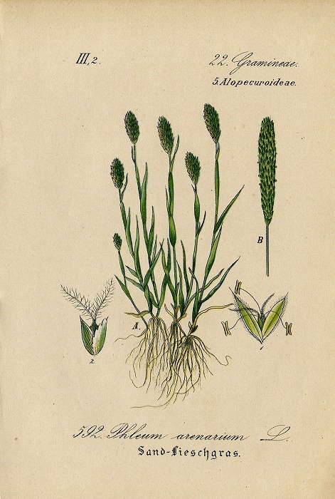 1884年 ドイツの植物 多色石版画 イネ科 アワガエリ属 Phleum 5枚 イタリアンティモシー オオアワガエリ_画像3
