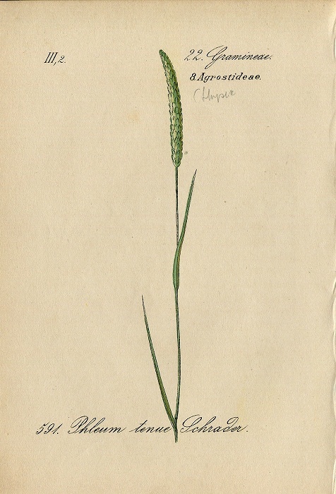 1884年 ドイツの植物 多色石版画 イネ科 アワガエリ属 Phleum 5枚 イタリアンティモシー オオアワガエリ_画像1