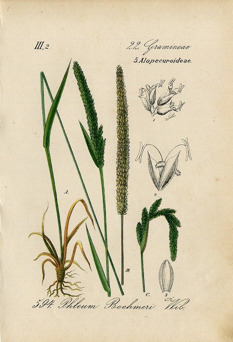 1884年 ドイツの植物 多色石版画 イネ科 アワガエリ属 Phleum 5枚 イタリアンティモシー オオアワガエリ_画像7