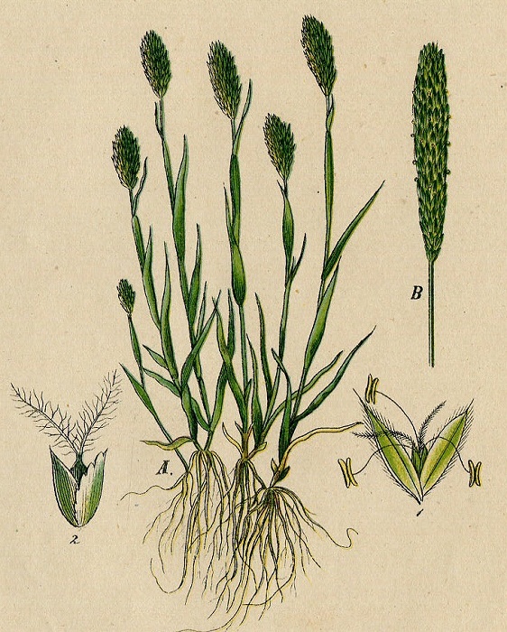 1884年 ドイツの植物 多色石版画 イネ科 アワガエリ属 Phleum 5枚 イタリアンティモシー オオアワガエリ_画像4
