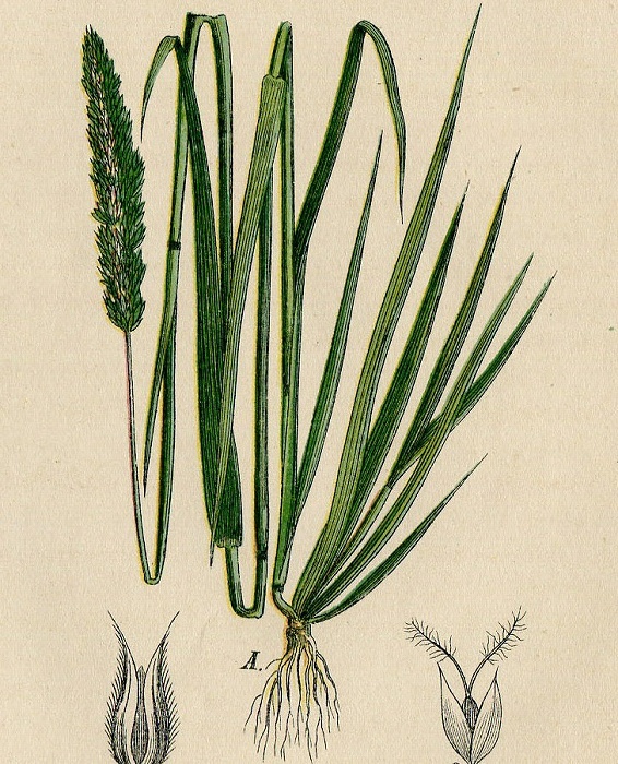 1884年 ドイツの植物 多色石版画 イネ科 アワガエリ属 Phleum 5枚 イタリアンティモシー オオアワガエリ_画像6