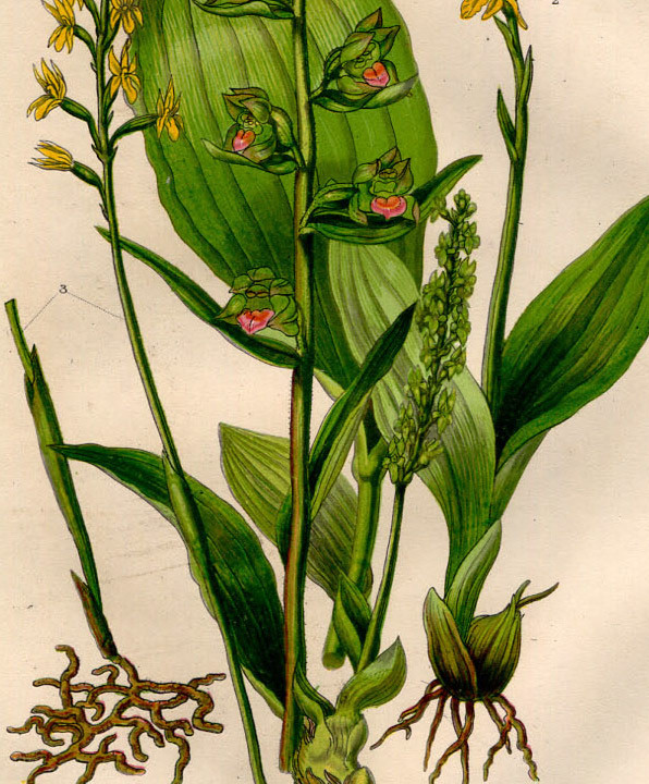 1854年 Pratt 多色石版画 英国の顕花植物 ラン科 ヤチラン クモキリソウ コラロリザ属 カキラン属など4種_画像2
