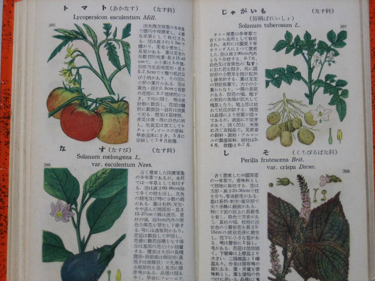 ... Taro [ student version . color plant illustrated reference book [ gardening plant .]]potanikaru. cloth number no. 7158 number north . pavilion . with cover Showa era 30 year (1955 year )