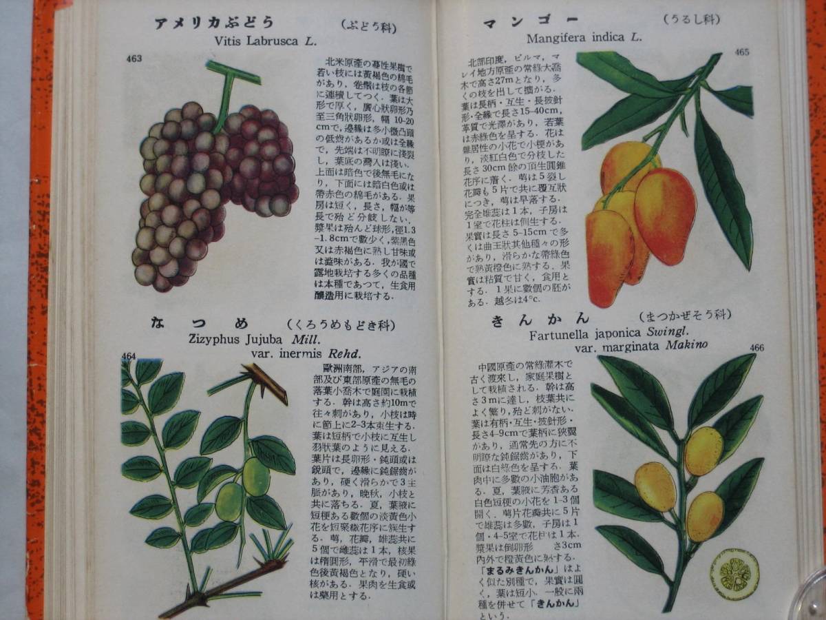... Taro [ student version . color plant illustrated reference book [ gardening plant .]]potanikaru. cloth number no. 7158 number north . pavilion . with cover Showa era 30 year (1955 year )