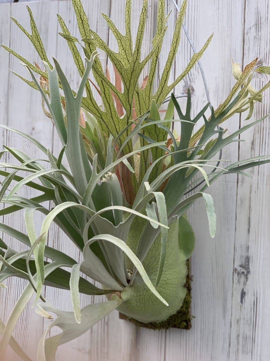 P.Rydeen x veitchii High Finger | www.plazagardens.com