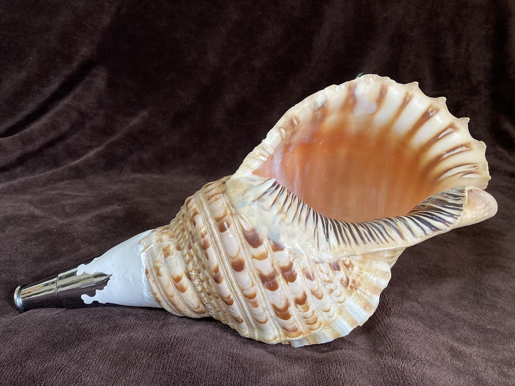 41cm 修験用法螺貝 ホラガイ ほら貝 №169 - 科学、自然