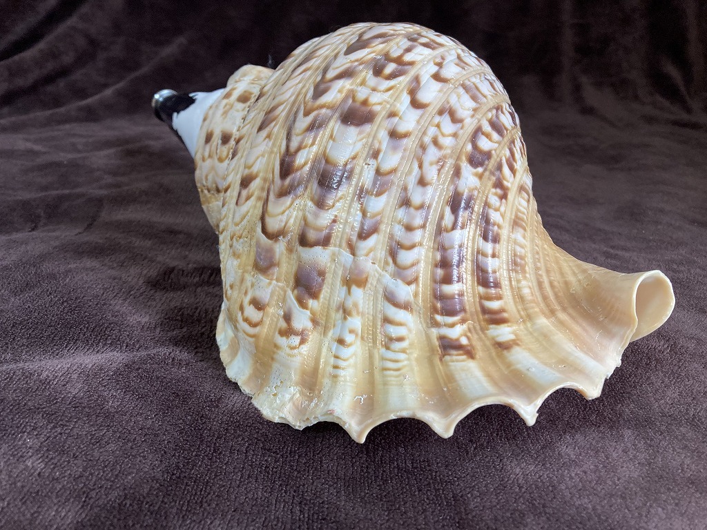 41cm 修験用法螺貝 ホラガイ ほら貝 №169 - 科学、自然 41cm 修験用法螺貝 ホラガイ ほら貝 №169 - 科学、自然
