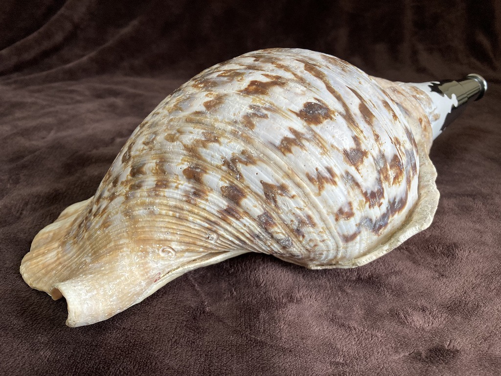 40cm大型 唯一無二な形の法螺貝 (ほら貝ホラ貝) 最終値下げ-