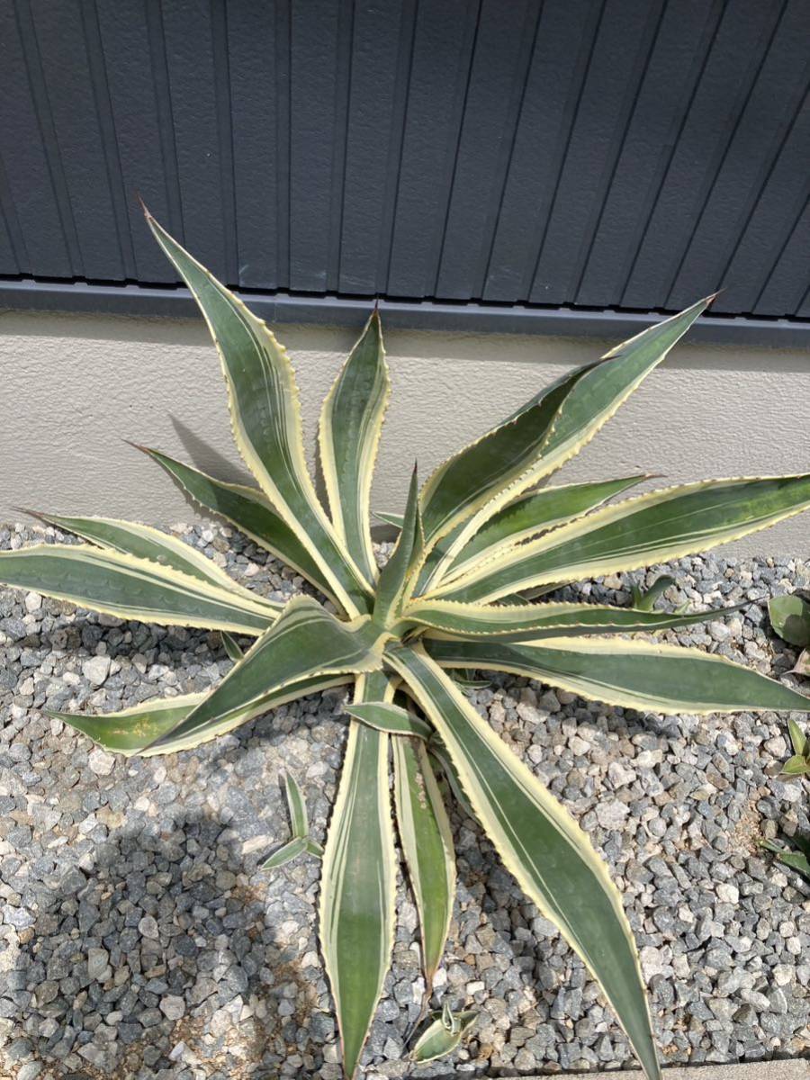 AGAVE アガベ アメリカーナ 錦 変わり斑 アオノリュウゼツラン 斑入り