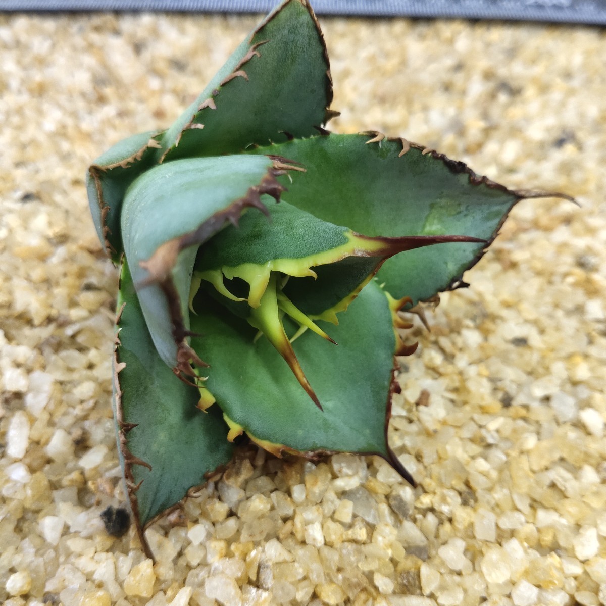 豪華ラッピング無料 アガベ agave チタノタ 清櫻タイプ 極上子株