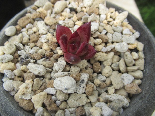 多肉植物 エケベリア・原種レッドエボニー | rdpa.al