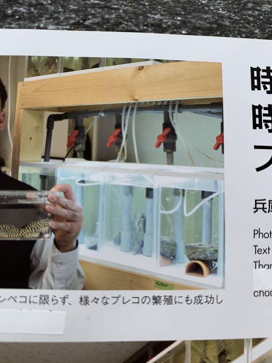 L水槽 プレコ用マンション水槽 キンペコに 集中濾過 L水槽 プレコ用マンション水槽 キンペコに 集中濾過