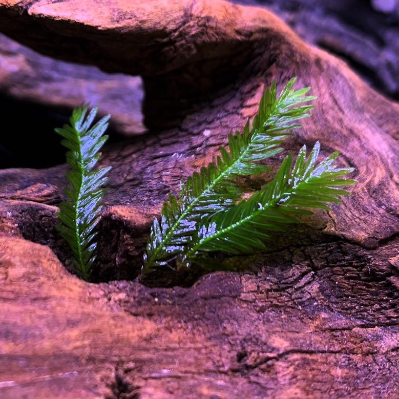 ホウオウゴケ 40本 【ウォーターフェザー/苔リウム】の画像1