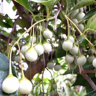 { reality goods }sidare styrax japonica red flower height of tree 1.7m( root pot not included )03[ branch shide .ego. tree / symbol tree / garden tree / sapling / gardening ]