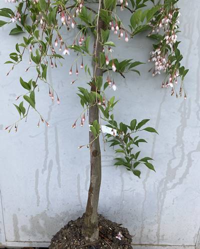 { reality goods }sidare styrax japonica red flower height of tree 1.7m( root pot not included )03[ branch shide .ego. tree / symbol tree / garden tree / sapling / gardening ]