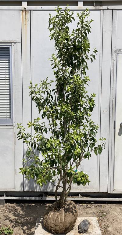 現品》ソヨゴ 株立ち(雌株) 樹高1.8m(根鉢含まず)190【苗木