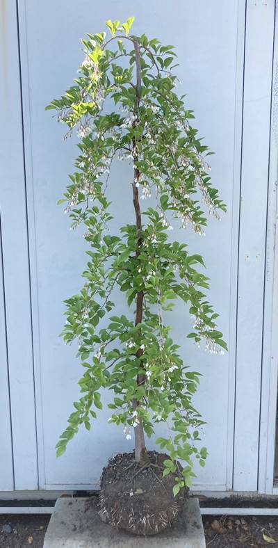 { reality goods }sidare styrax japonica white flower height of tree 1.6m( root pot not included )06[ branch shide .ego. tree / symbol tree / garden tree / sapling / gardening ]
